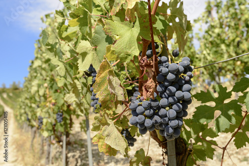 Wallpaper Mural black grapes in vineyard, Piedmont, Italy Torontodigital.ca
