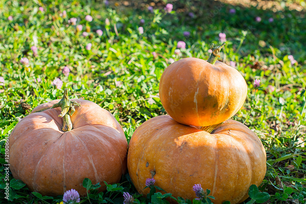 Obraz premium yellow pumpkin for holiday halloween outdoor