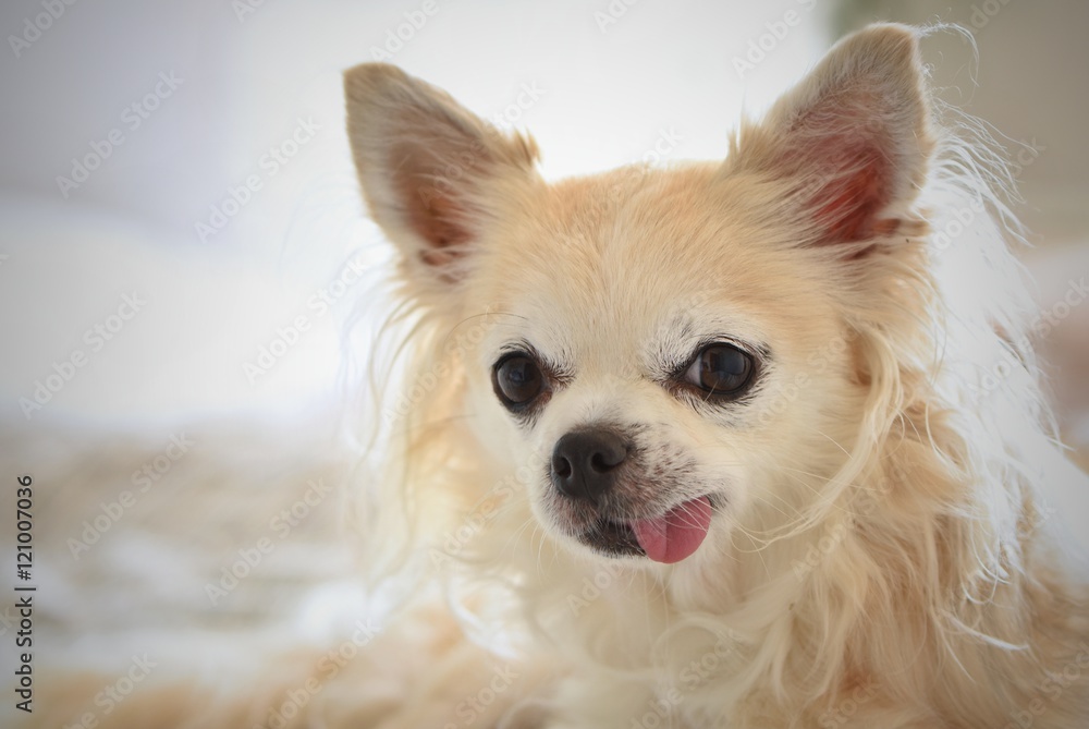 Chihuahua - funny little dog Chihuahua - funny little dog