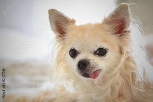 Chihuahua - funny little dog © montypeter
