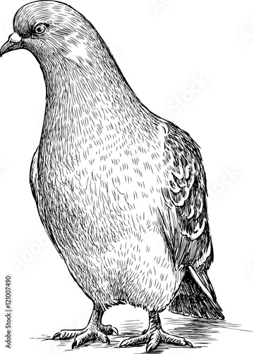 sketch of a pigeon
