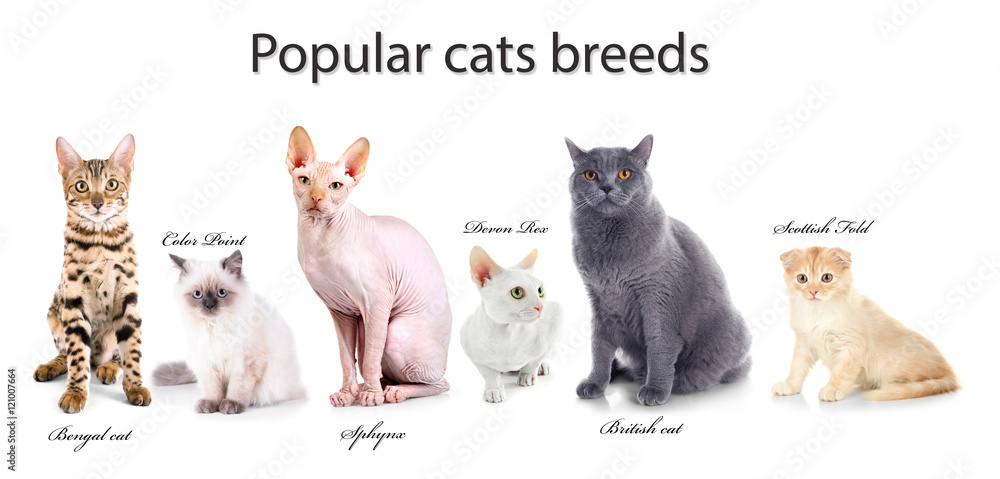 Cats sales types names