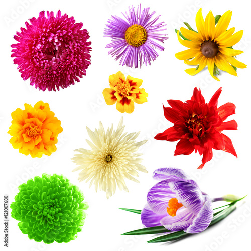 Collage of beautiful flowers on white background. © Africa Studio