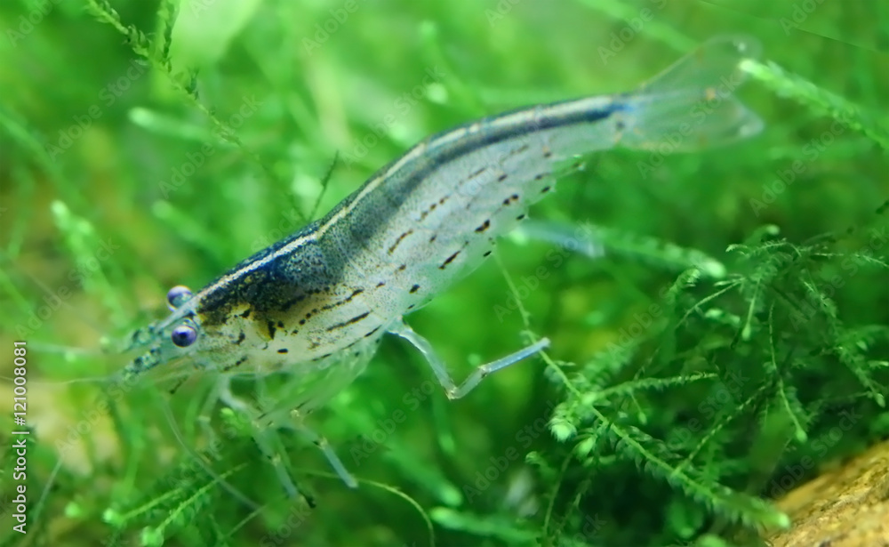 Amano shrimp Amano shrimp