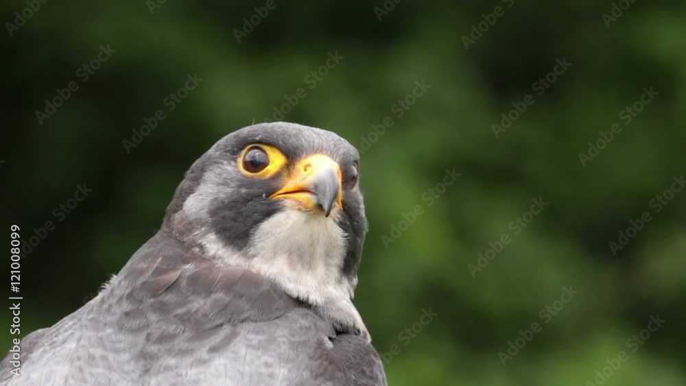 Peregrine falcon bird of prey, falco peregrinus, African sub species Peregrine falcon bird of prey, falco peregrinus, African sub species