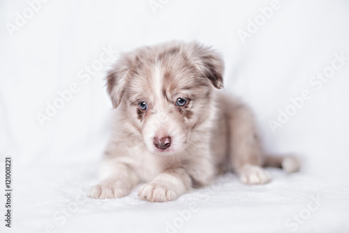 Fototapeta Naklejka Na Ścianę i Meble -  portrait of puppy border collie