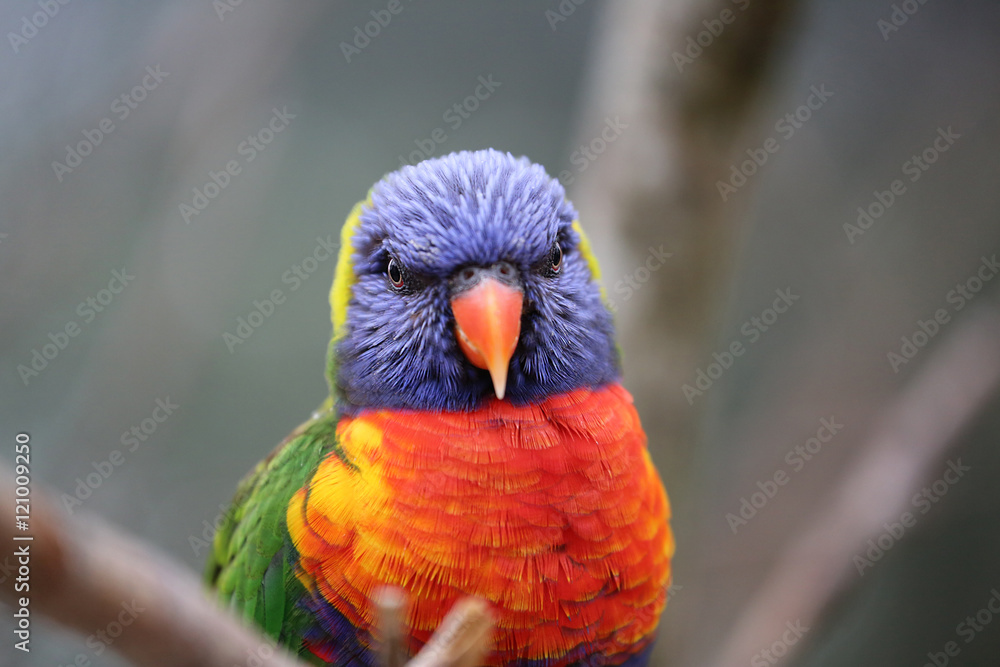 Fototapeta premium Rainbow Lorikeet Closeup