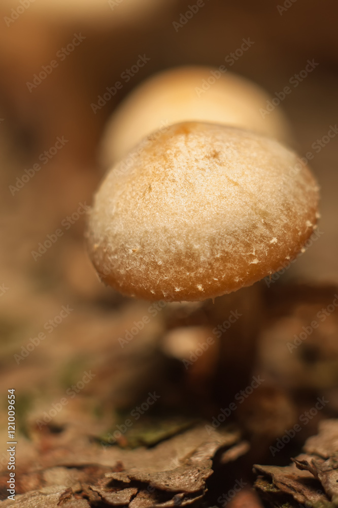 Beautiful forest mushroom. Beautiful forest mushroom.