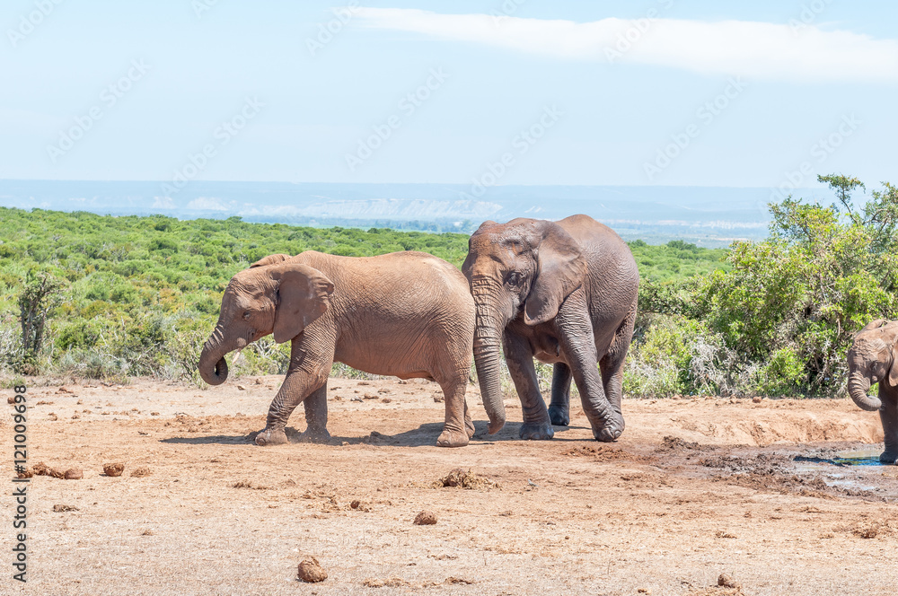 Obraz premium Large African Elephant pushing smaller one