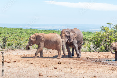 Large African Elephant pushing smaller one