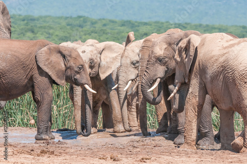 Congregation of mud covered elephants