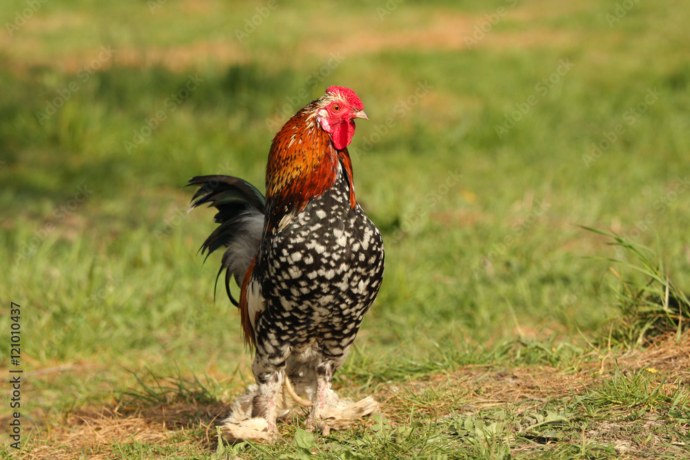 A portrait of a cock.