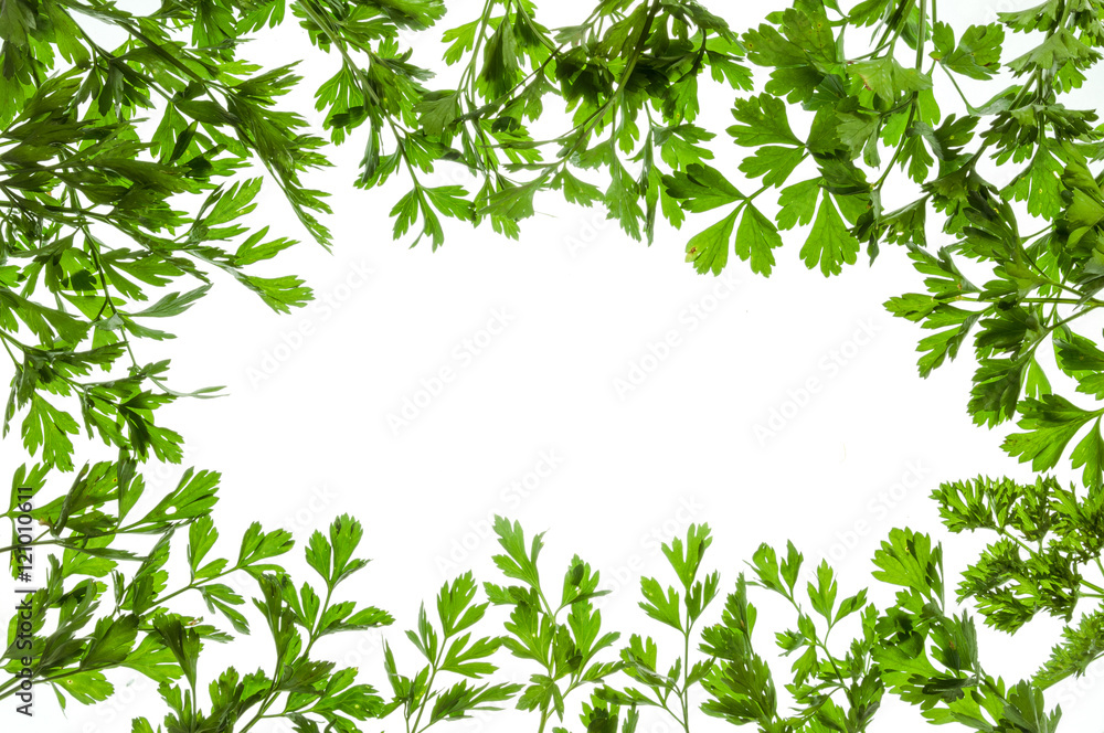 Rectangular frame made of leaves of parsley isolated on white background Rectangular frame made of leaves of parsley isolated on white background