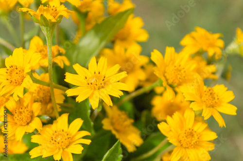 Dahlberg daisy flower