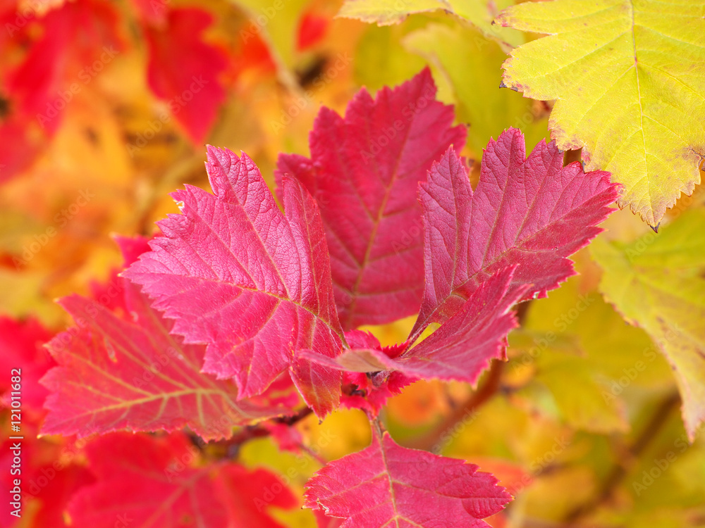 Obraz premium purple leaves on a shrub in autumn, closeup, shallow depth of field