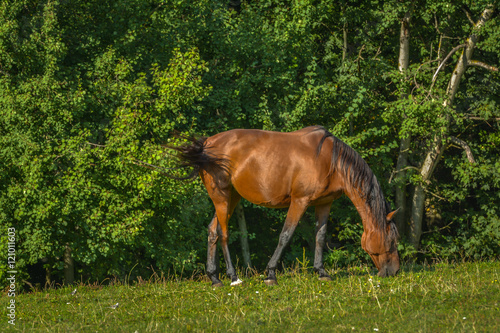 Pferde auf der Weide © nounours1