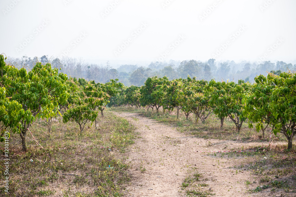 Mango orchards
