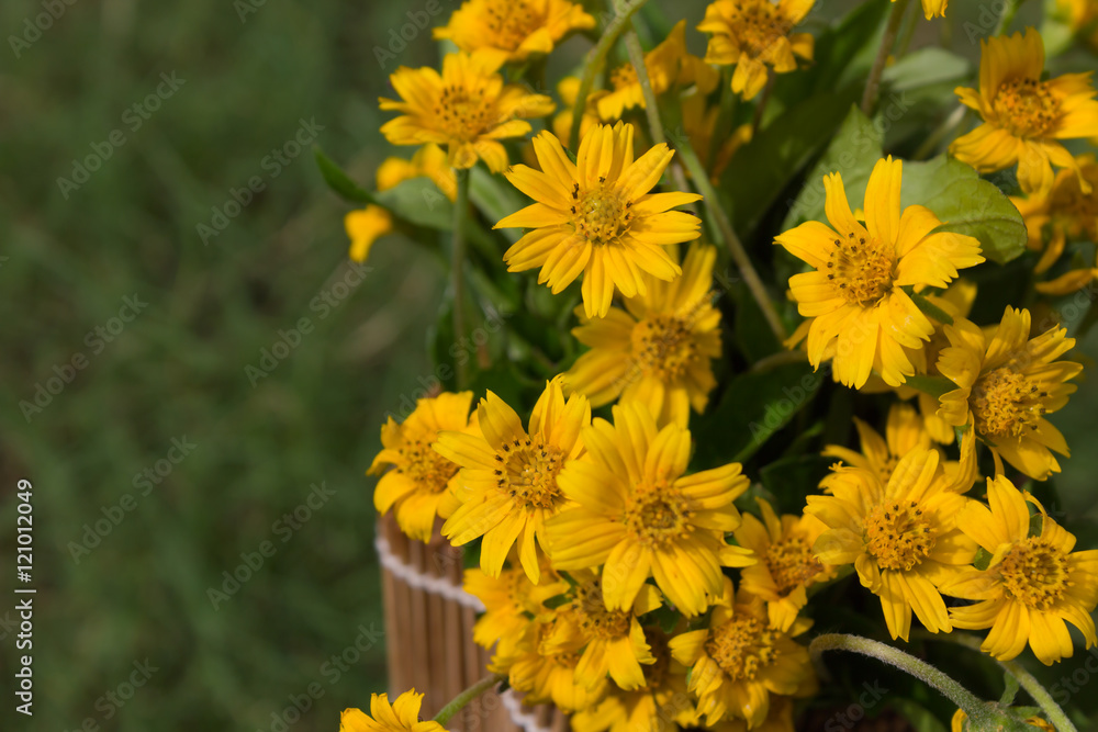 Dahlberg daisy flower Dahlberg daisy flower