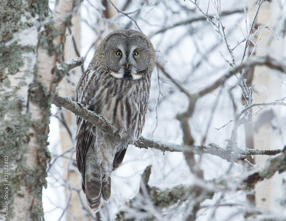 Great Grey Owl perched in a tree in winter, Finland. Great Grey Owl perched in a tree in winter, Finland.