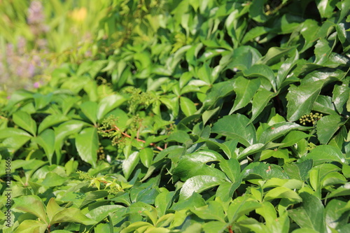 Virginia creeper (Parthenocissus quinquefolia var. murorum) in the summer garden © argot
