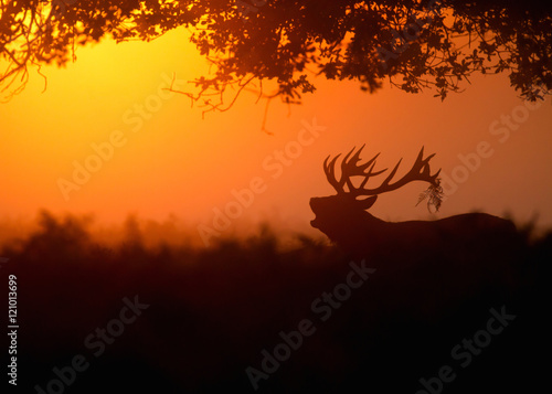 Fototapeta Red Deer Stag early morning