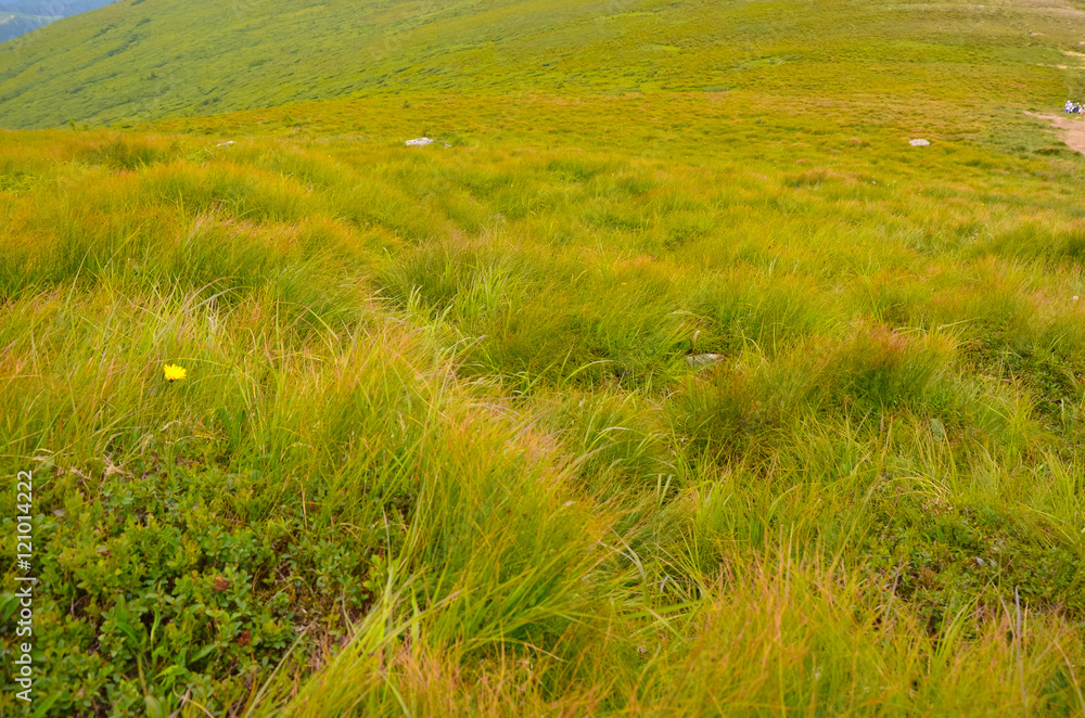 Landscape of summer grass at top mountaine