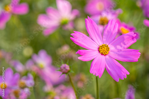 Pink Cosmos flowers blooming