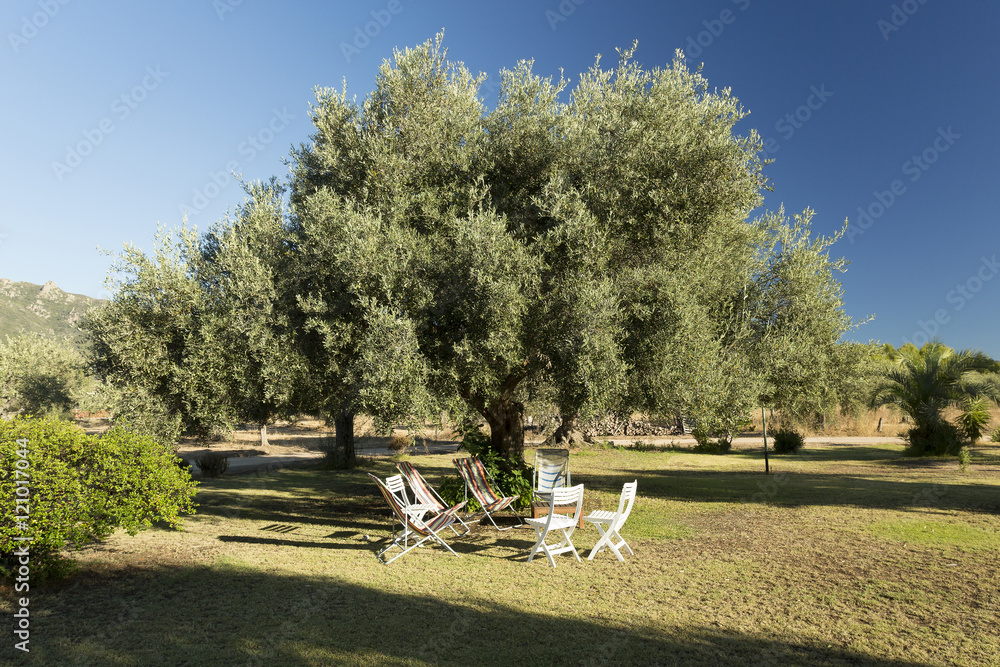 Old olive tree, Sardinia, Italy