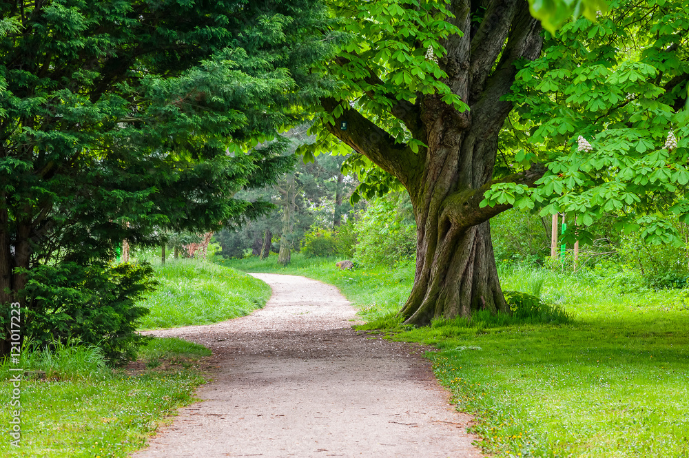 Fototapeta premium Footpath in Park