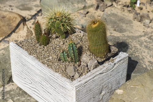 Kolekcja kaktusów w drewnianej skrzynce w ogrodzie