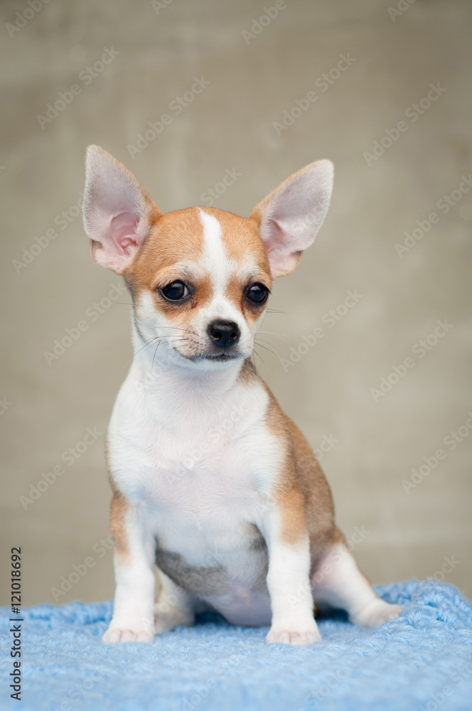 adorable chihuahua puppy sitting on a blanket