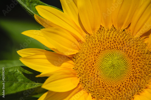 Sunflower closeup background and texture  