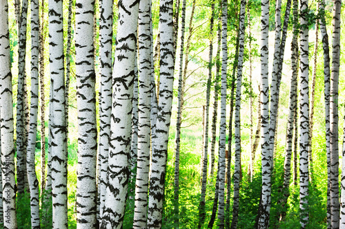 Fototapeta Naklejka Na Ścianę i Meble -  summer in birch forest