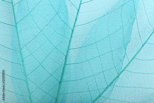 Skeleton leafs background, close up