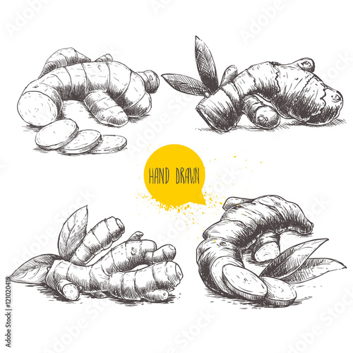 Ginger root set. White background with isolated hand drawn sketch ginger root. Herbs and spices vector illustration.