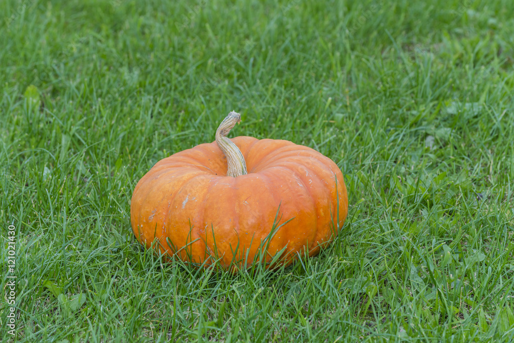 Big pumpkin - preparing for Halloween Big pumpkin - preparing for Halloween