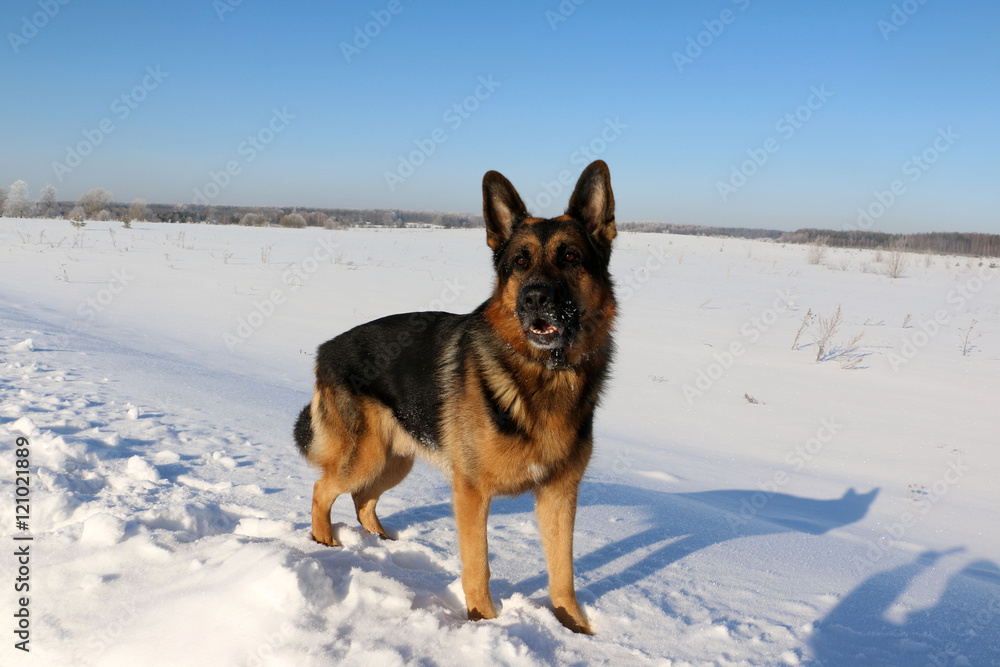 German shepherd dog on snow in winter day German shepherd dog on snow in winter day