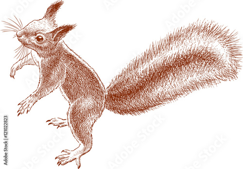 small nimble squirrel