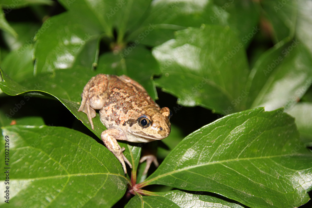 Obraz premium Common spadefoot (Pelobates vespertinus Pallas, 1771) on the leaves of virginia creeper (Parthenocissus quinquefolia var. murorum) in the night summer garden