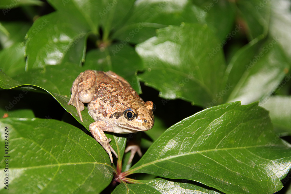 Obraz premium Common spadefoot (Pelobates vespertinus Pallas, 1771) on the leaves of virginia creeper (Parthenocissus quinquefolia var. murorum) in the night summer garden