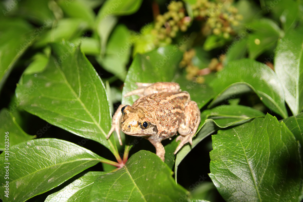 Obraz premium Common spadefoot (Pelobates vespertinus Pallas, 1771) on the leaves of virginia creeper (Parthenocissus quinquefolia var. murorum) in the night summer garden