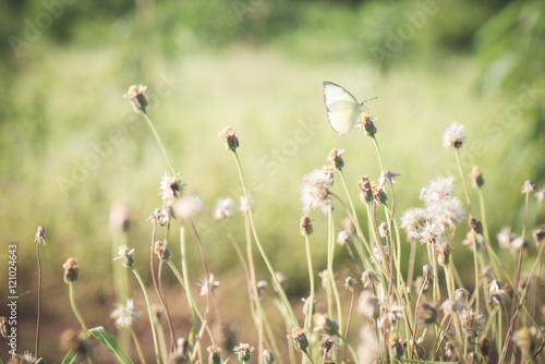 Butterfly on a flower, vintage