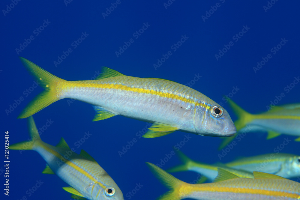 Yellowfin goatfish Yellowfin goatfish