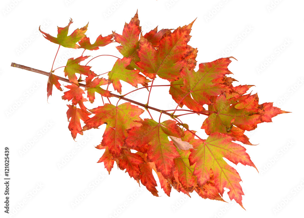 Obraz premium maple leaf