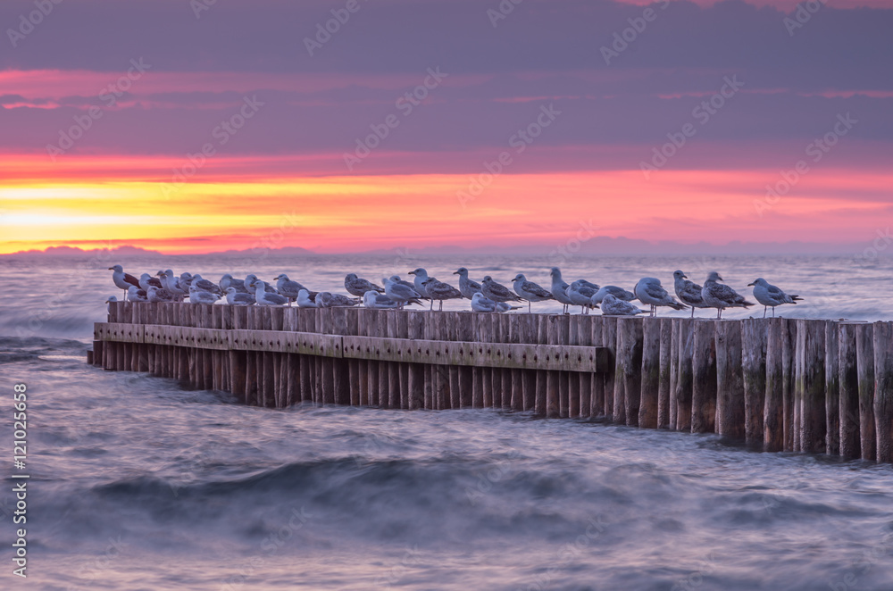 Seagulls on wooden breakwater, Baltic sea coast sunset Seagulls on wooden breakwater, Baltic sea coast sunset