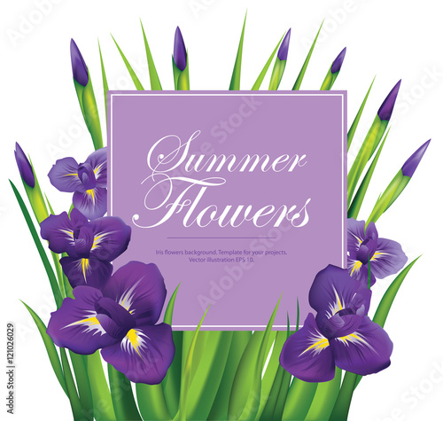 Iris flowers frame on white background. Vector illustration.