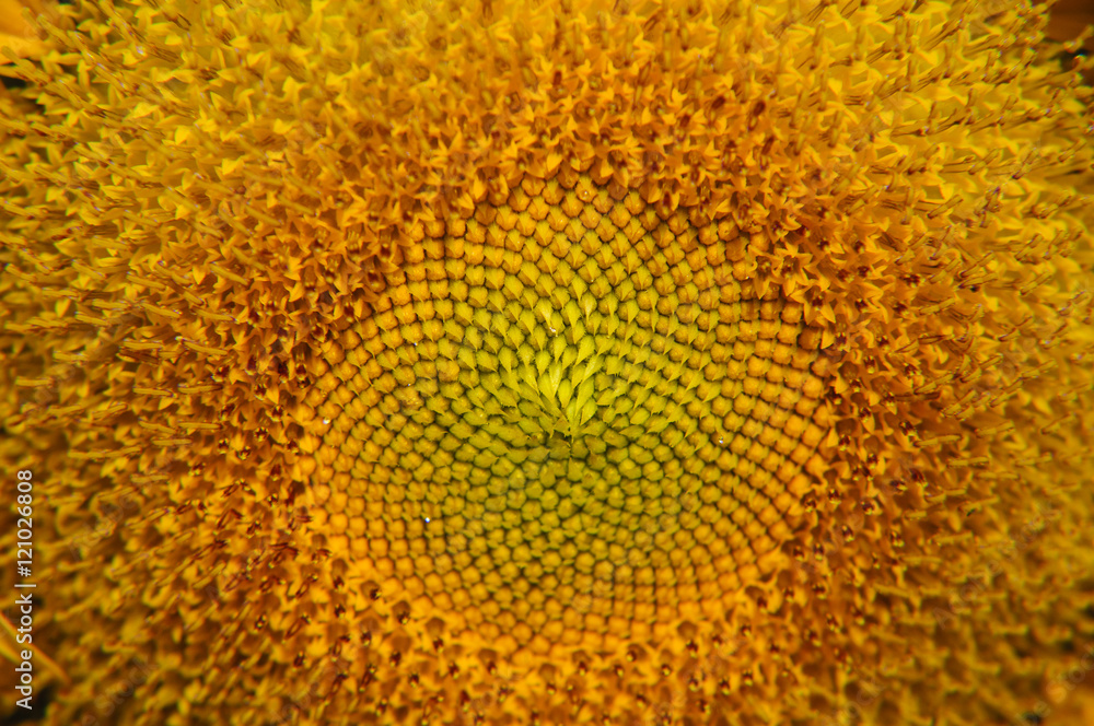 Sunflower closeup background and texture
Sunflower closeup background and texture