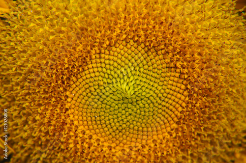 Sunflower closeup background and texture  