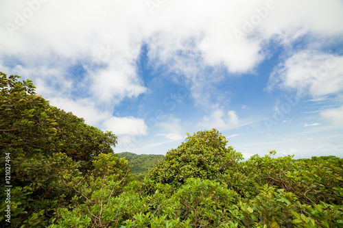 Rainforest in Monteverde cloud forest reserve