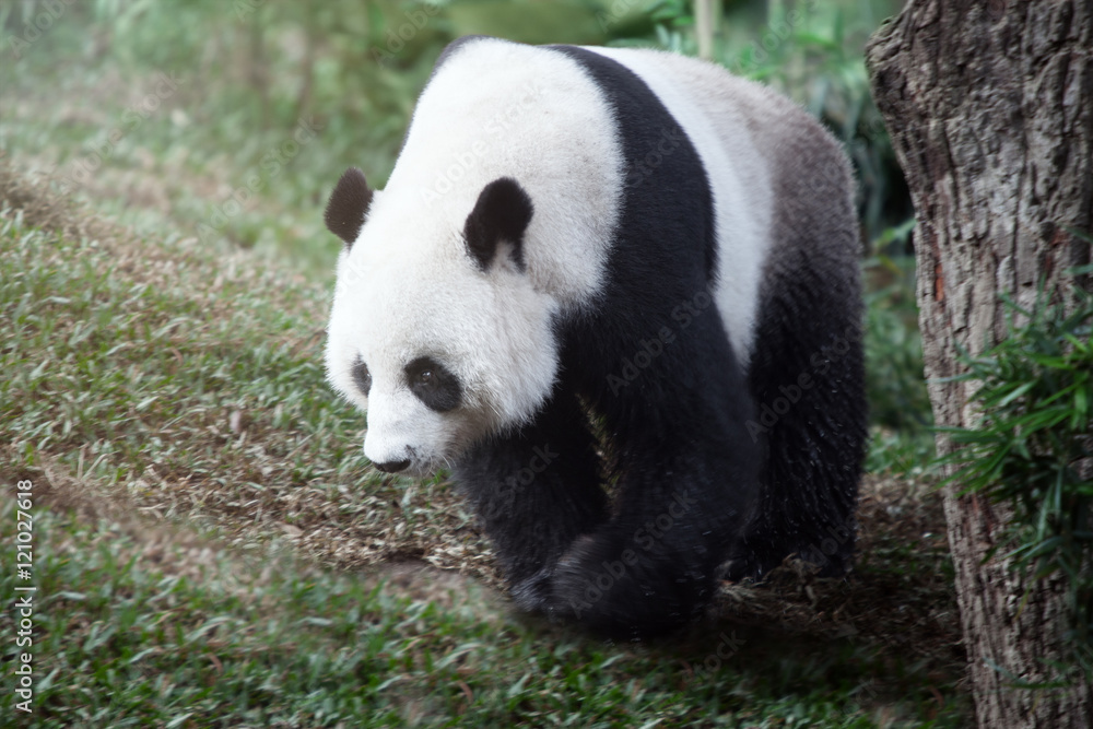 portrait of nice panda bear walking in summer environment portrait of nice panda bear walking in summer environment